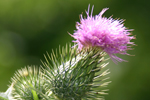 Classic, flower 10